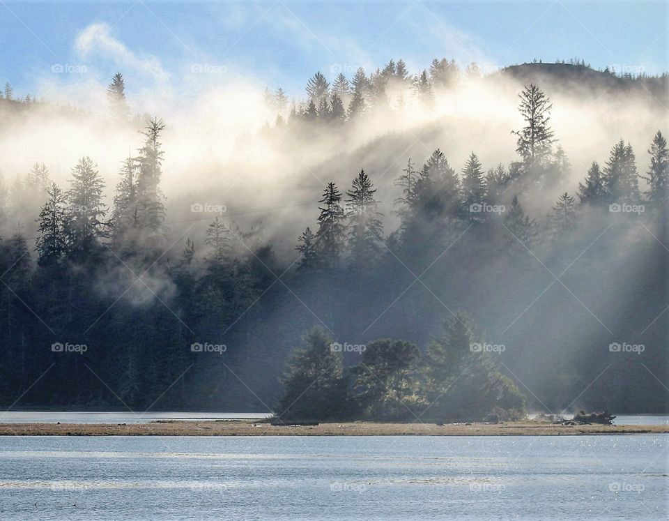 morning by the river in Oregon
river trees fog mist bluesky