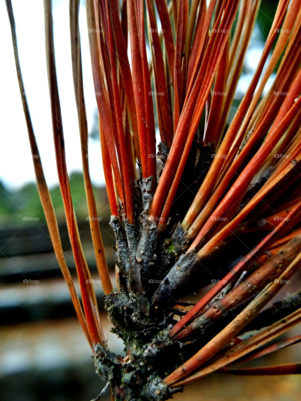 pine needles