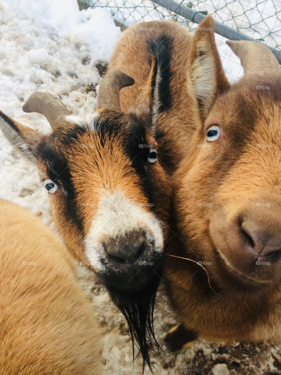 Goats! This is what I wake up to everyday! 