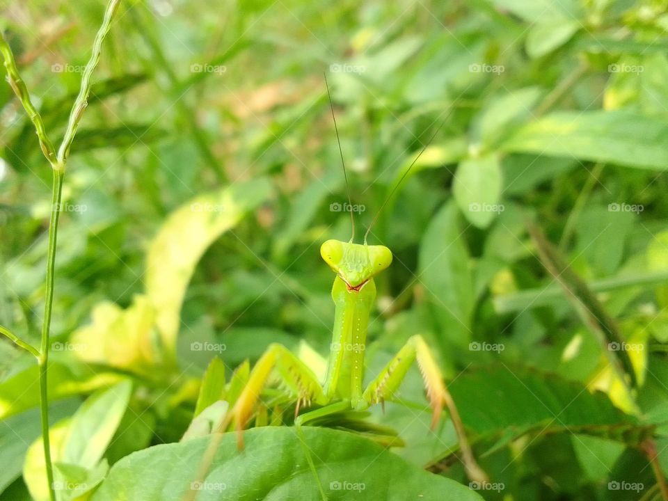 Green Mantis