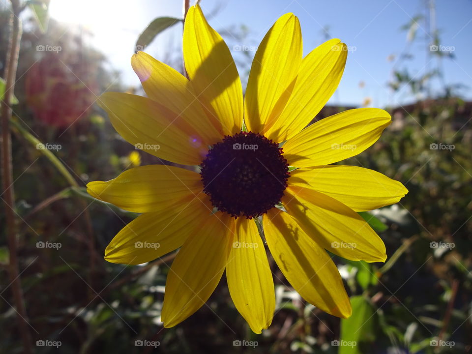 Sunflower at the Chihuahua desert garden
