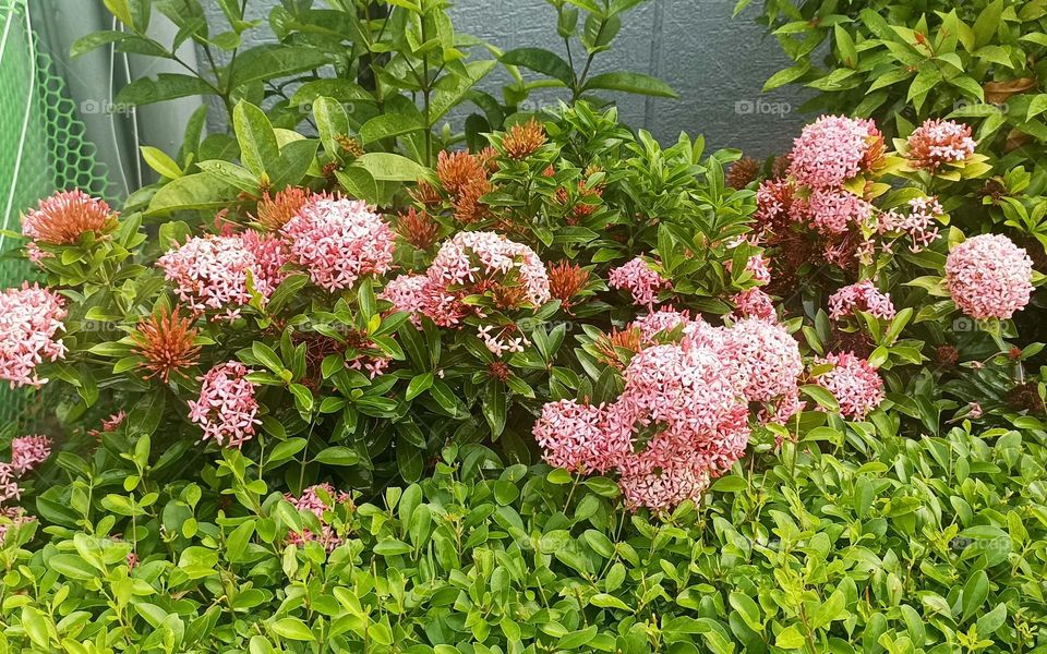 Chinese ixora
