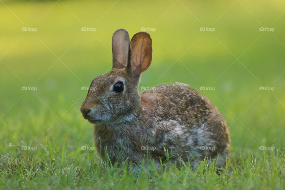 Rabbit
