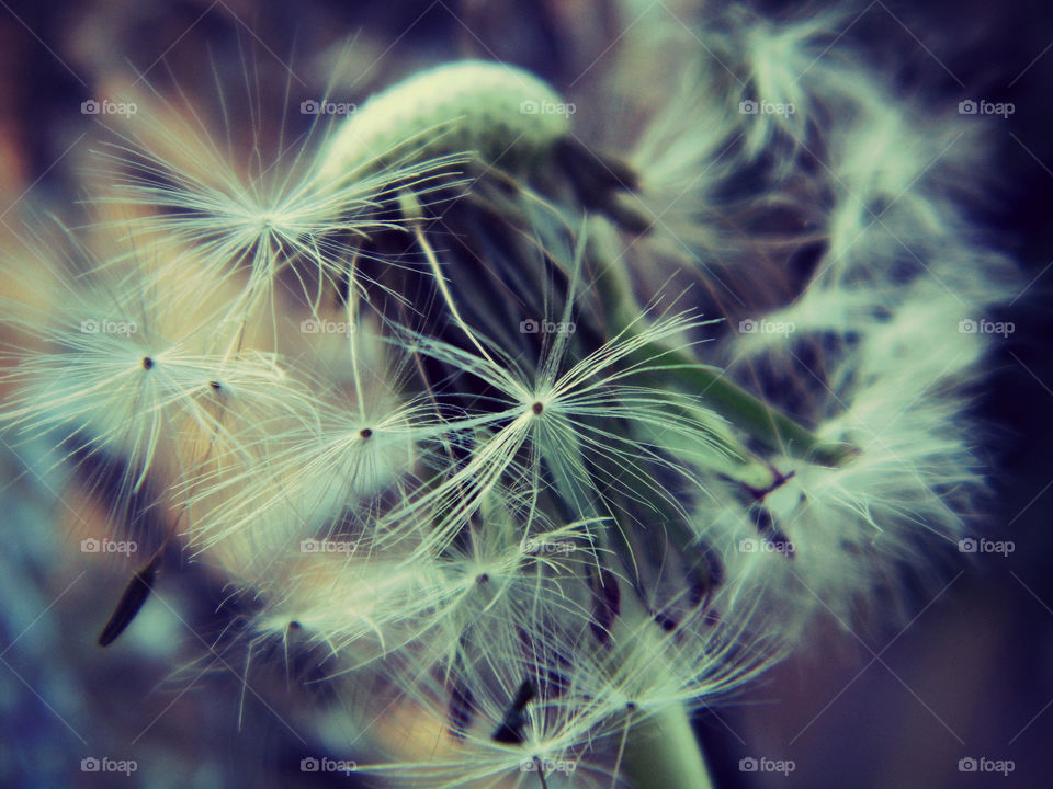 Close-up of a weathered dandelion flower
