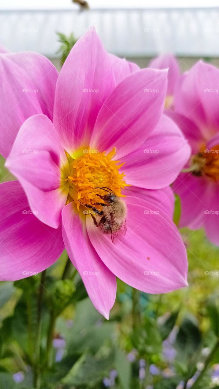 bee on flower,pink flower,bee,insect,zhu zhu,summer,warm and sunny
