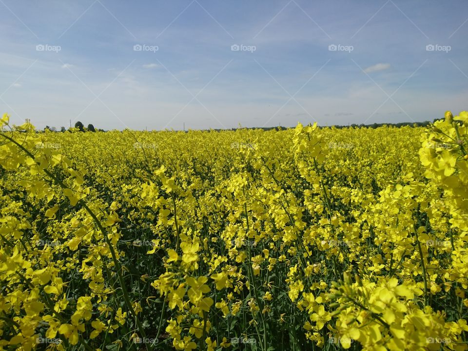 Field of yellow flowers