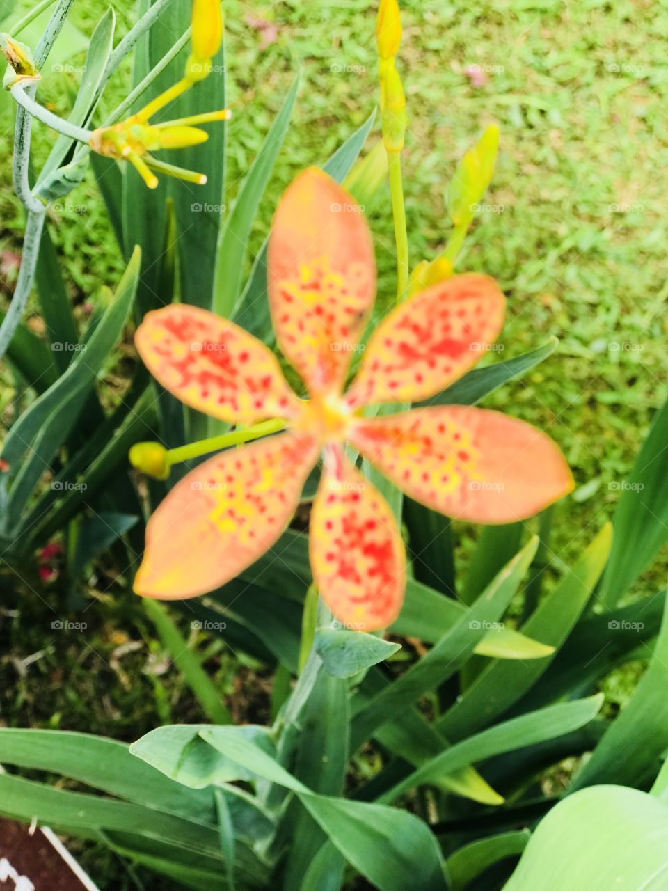 Lily turf flower