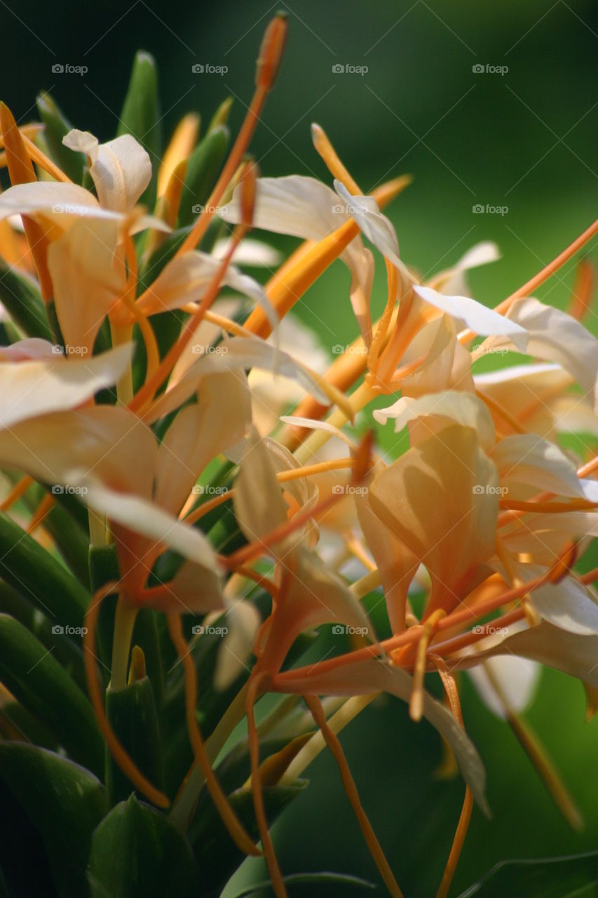 Orange flowers closeup