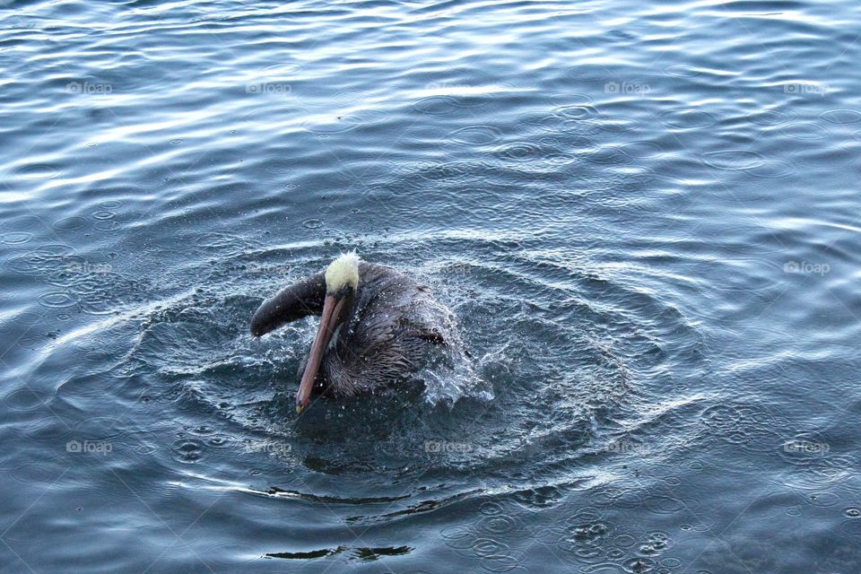 Brown pelican shaking off water from its feathers on the ocean