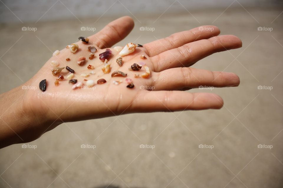 Small seashells on hand