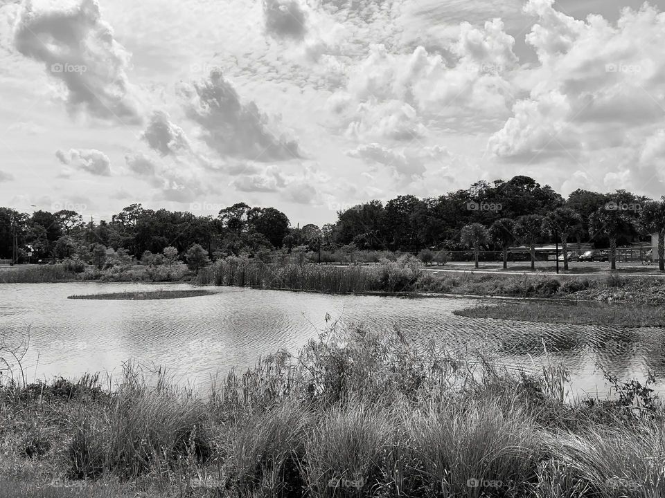 Urban Nature Water At The Draa Field Stormwater Park In The City For The Ecosystem To Provide A Water Quality Benefit To The Indian River Lagoon And To Reduce Flooding Within The Basin, In Florida, In Black And White.