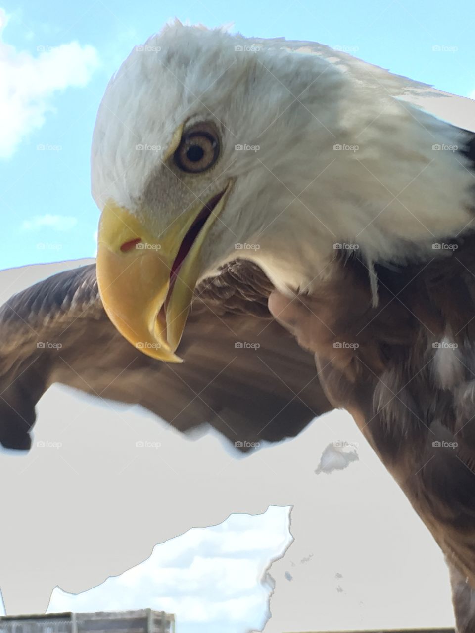 Bald Eagle