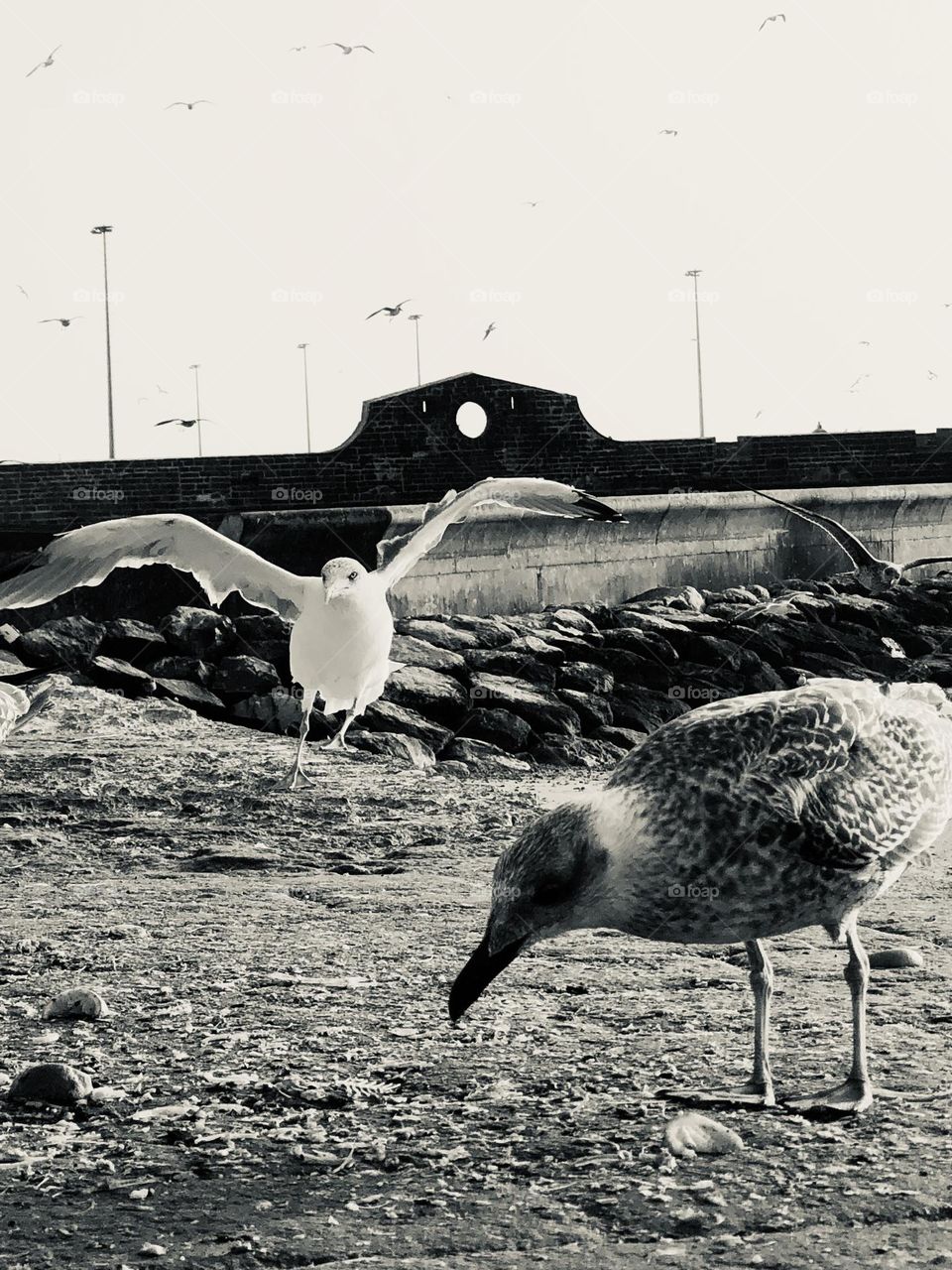 Beautiful seagulls in black and white