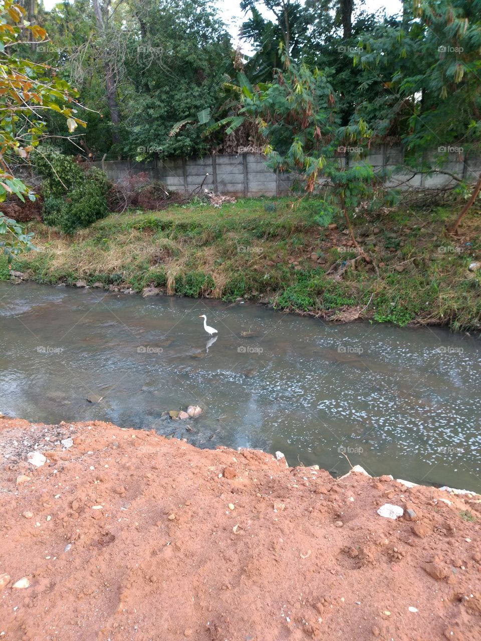 birds, welcome to foap