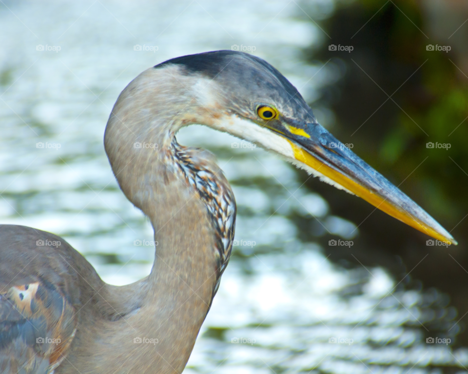 bird heron great blue heron bird fishing by lightanddrawing