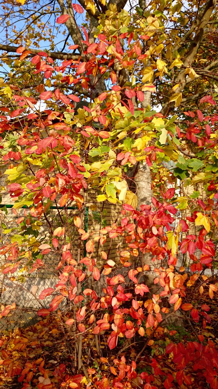 Multicolored leaves