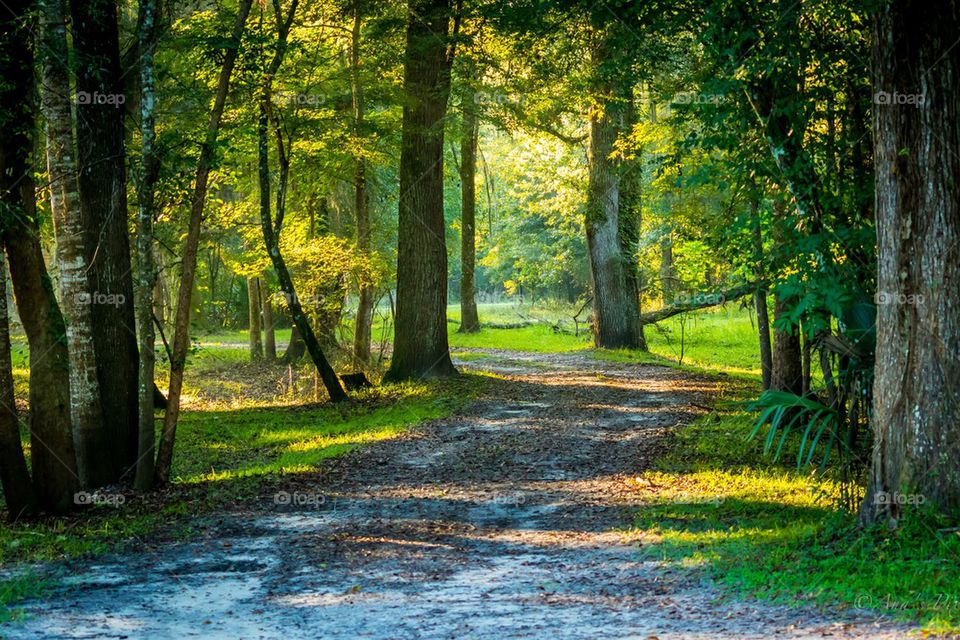 Road in the woods