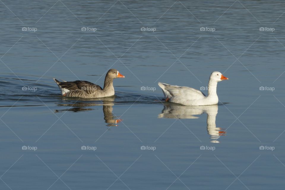 Seeing double - Two ducks in the pond.