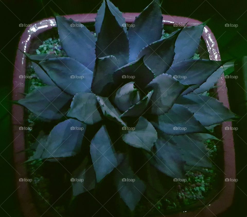 agave