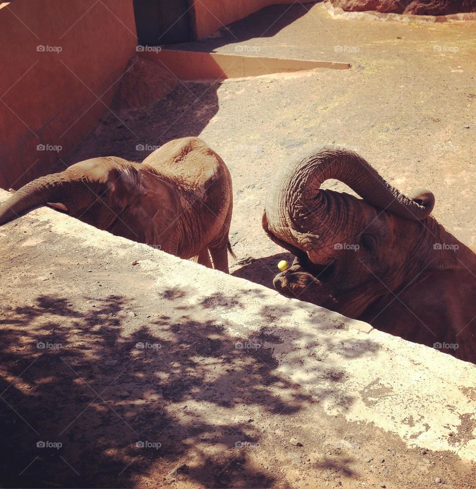 Elephant eating an apple