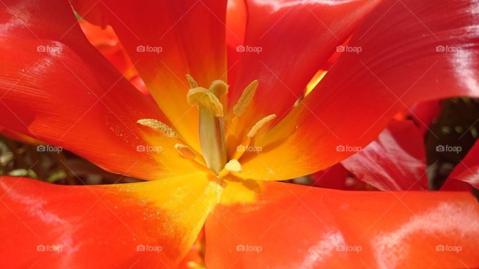 pistil in a tulip flower close up