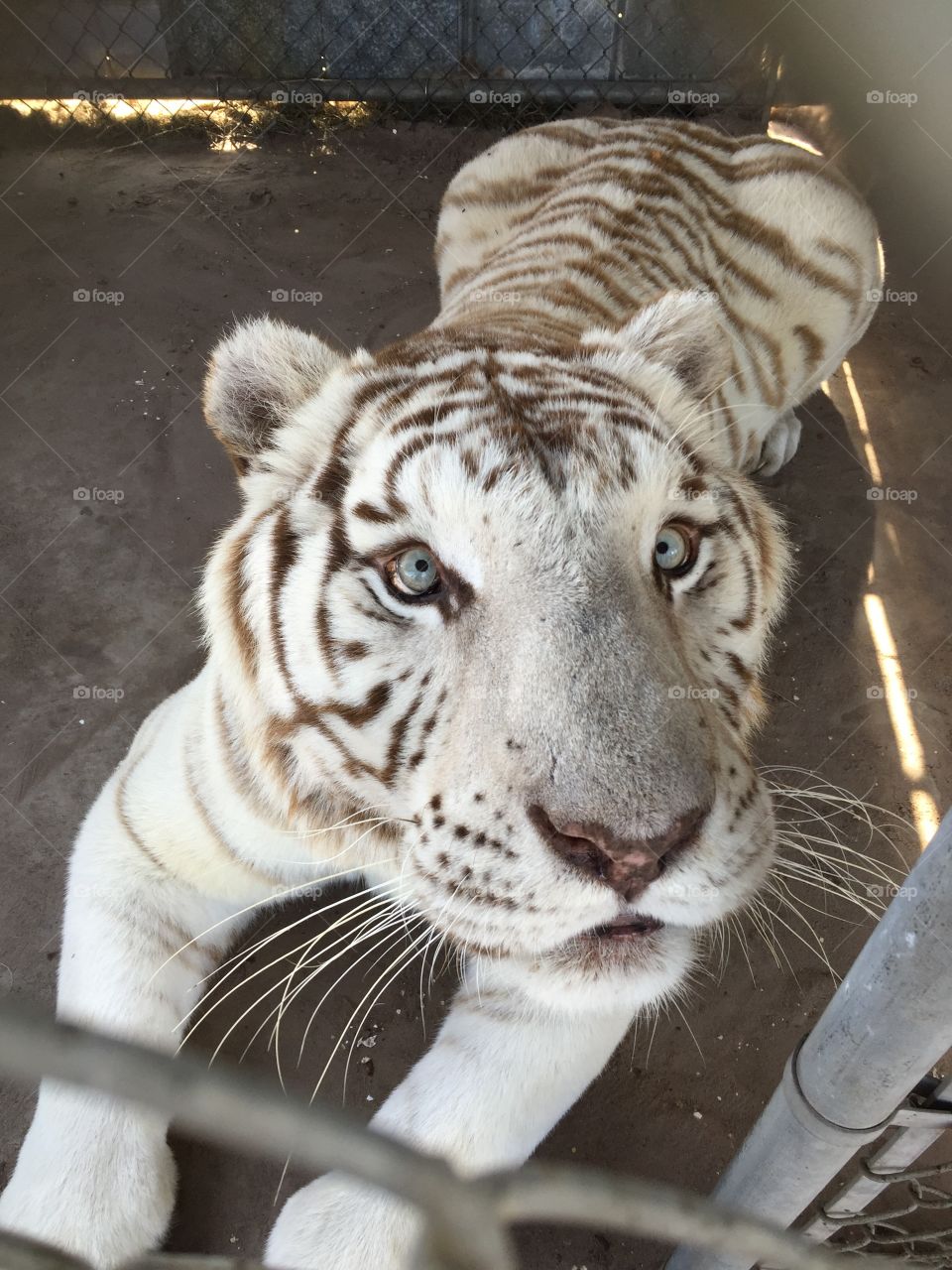 White tiger at a sanctuary I worked at. His name is Lil Al. 