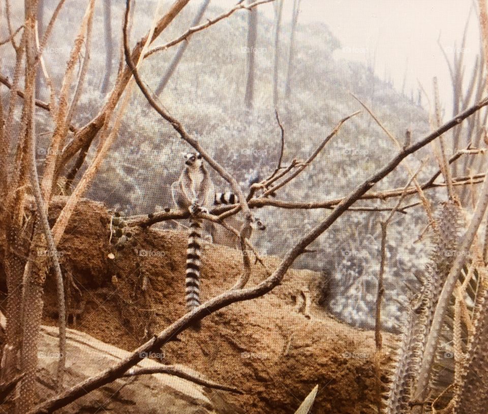 Lemur exhibit bronx zoo animals