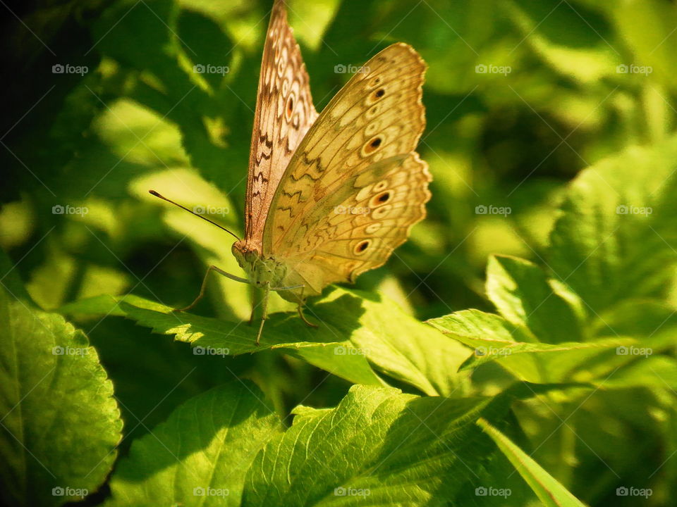 Light Brown Butterfly