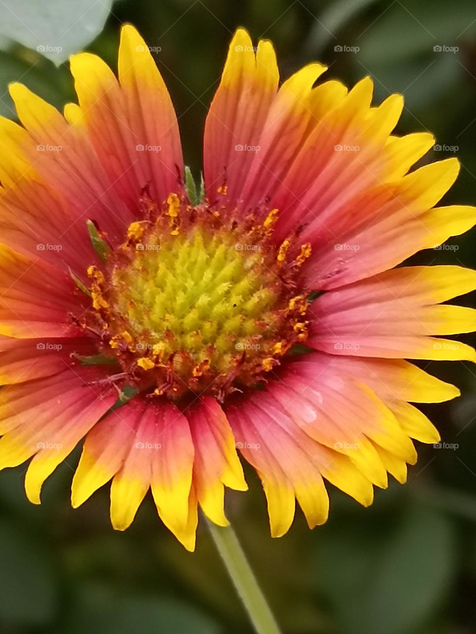 charming smiling beautiful flower complementry colors