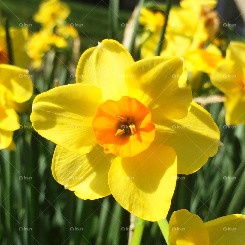 Golden Dawn narcissus 