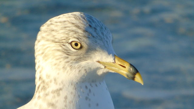 Closeup seagull yellow eyes and beak against blurred ocean background