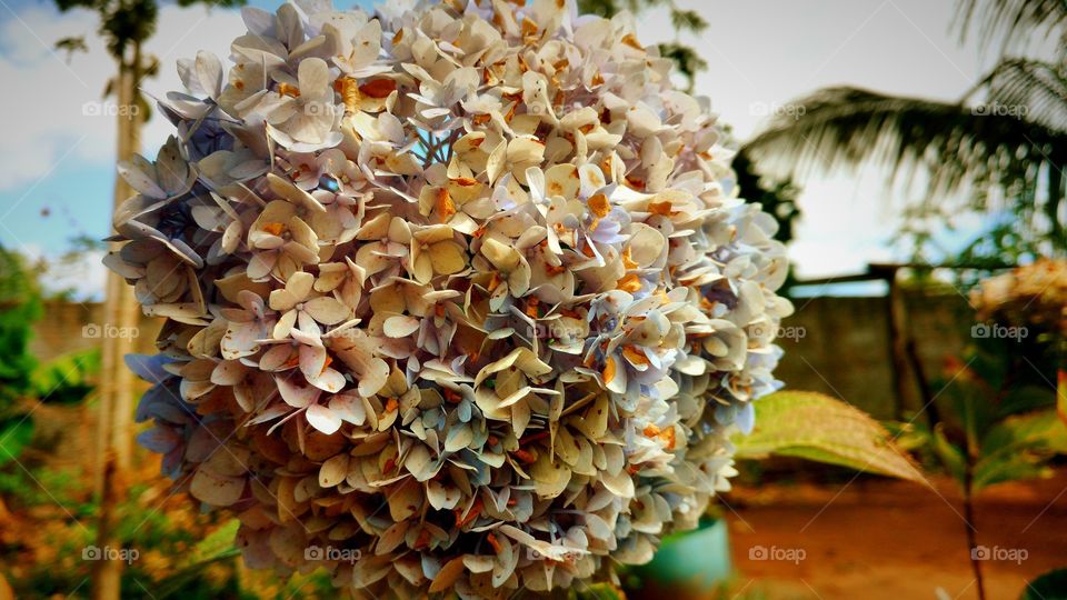 Flores interessantes nos jardins de minha família.