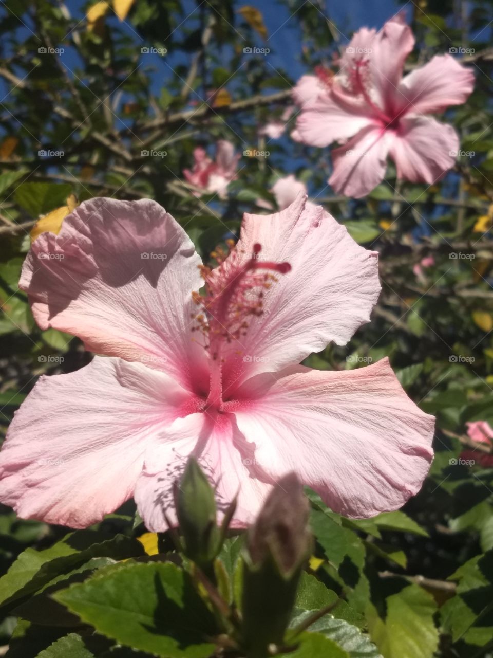 pink Hibiscus