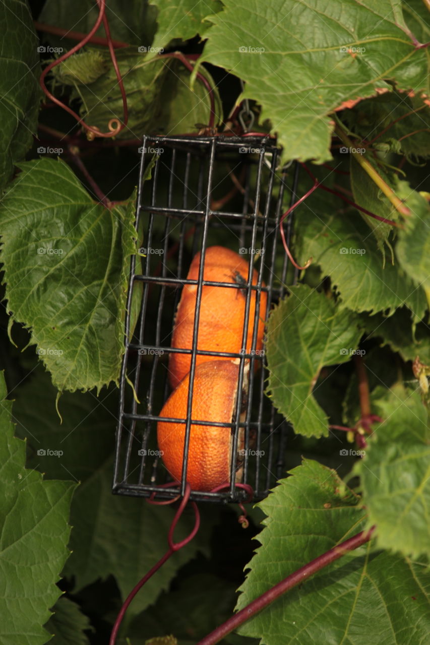 Orange halves in cage for orioles surrounded by green leaves