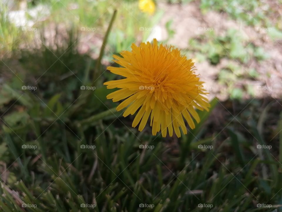 wild  flower