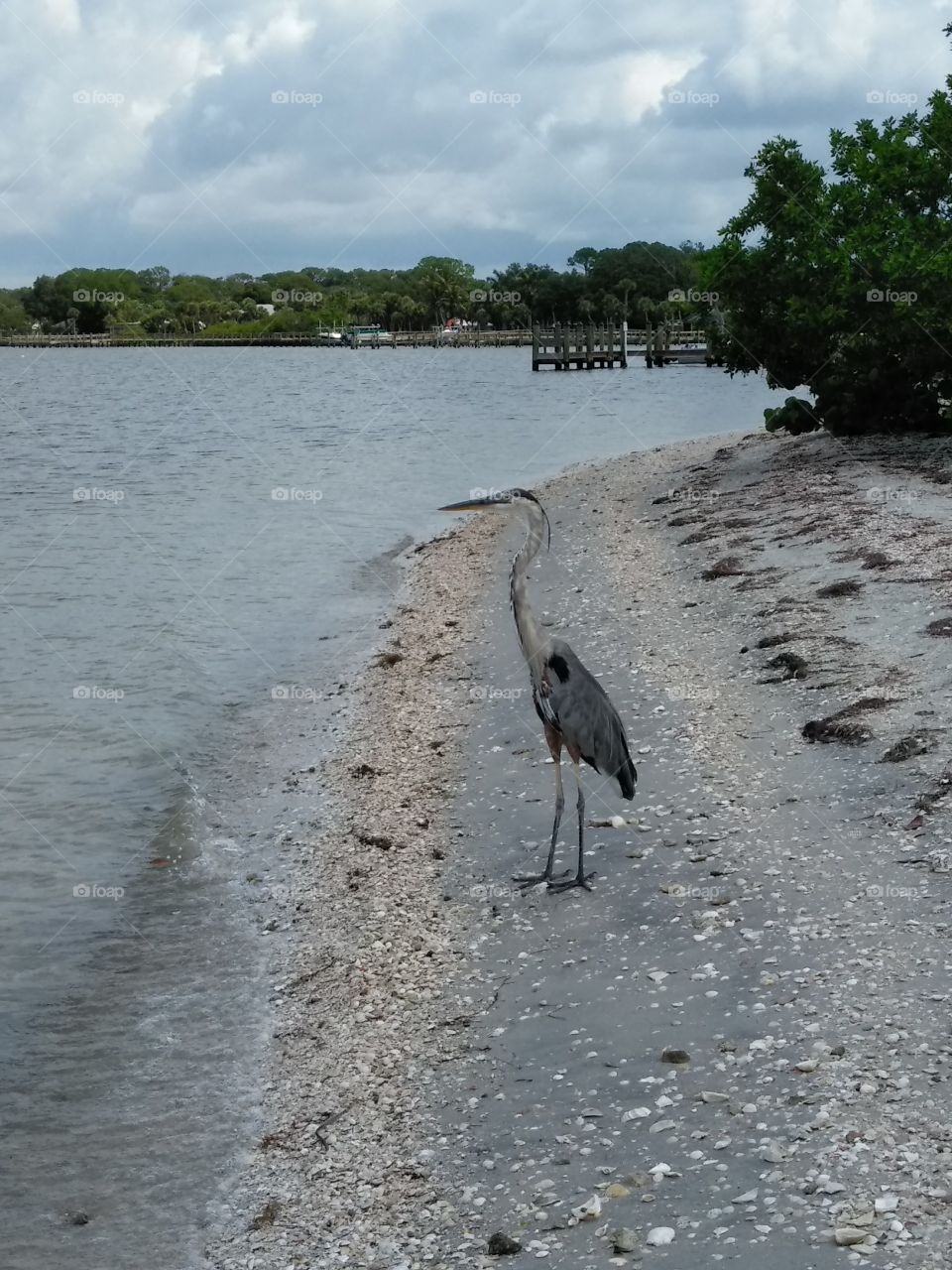 Heron on Florida Beach
