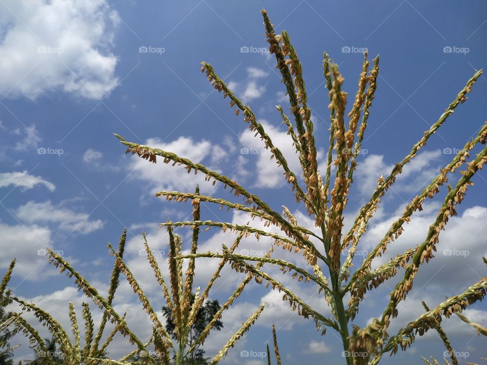 maize corns flowers with blue sky background.  the flower of corn on the fertilization periods