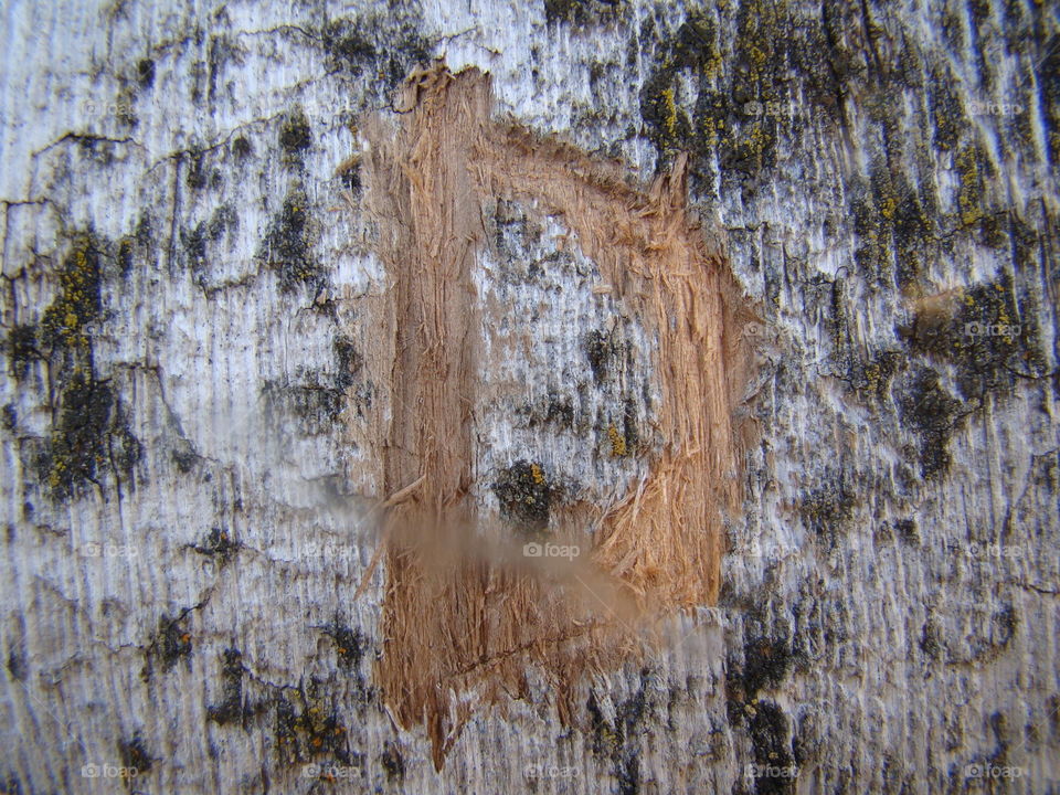 D etched into rough wood.