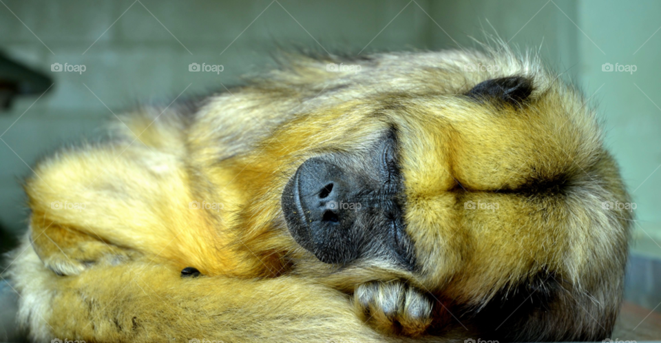 zoo sleep monkey lewis by lewis.blythe.1