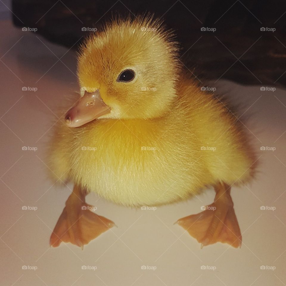 Duckles the little Call Duck