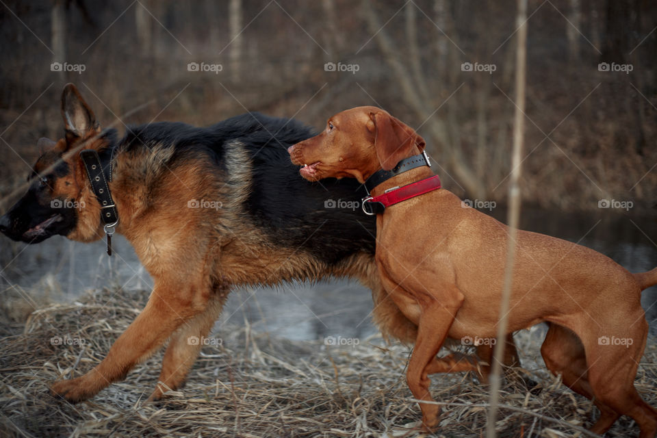 German shepherd young male dog playing with Hungarian vizsla dog outdoor at a spring evening