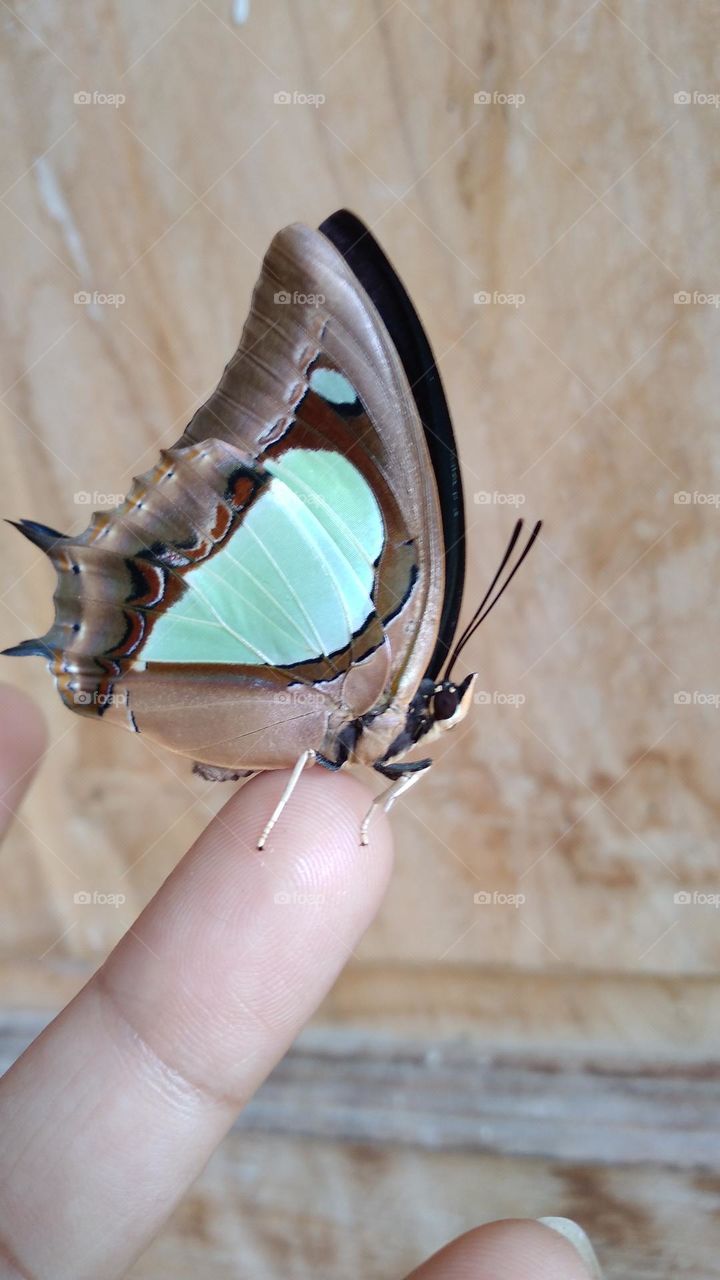 Beautiful butterfly perched on the tip of the finger