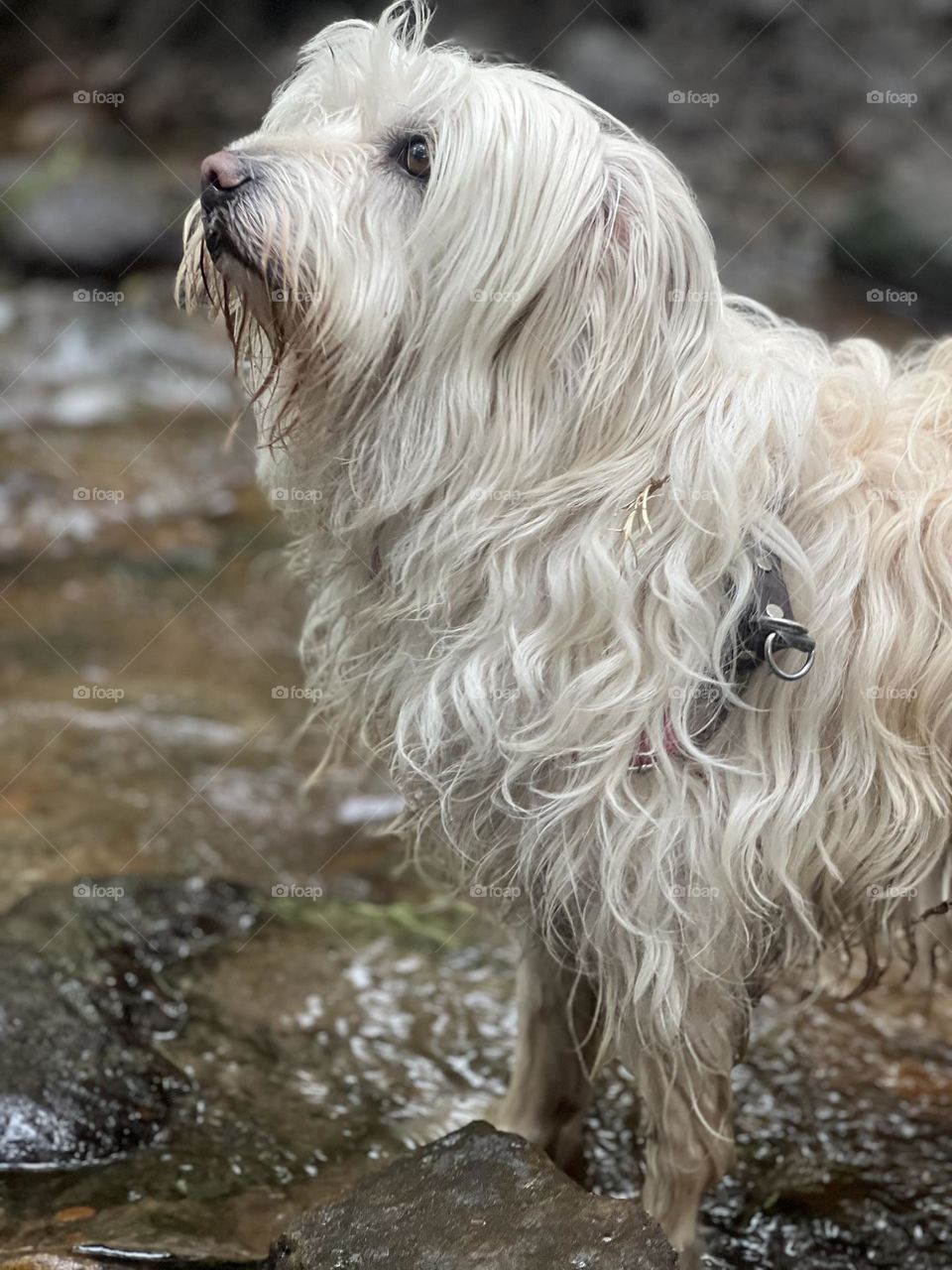 Perra blanca en el río 