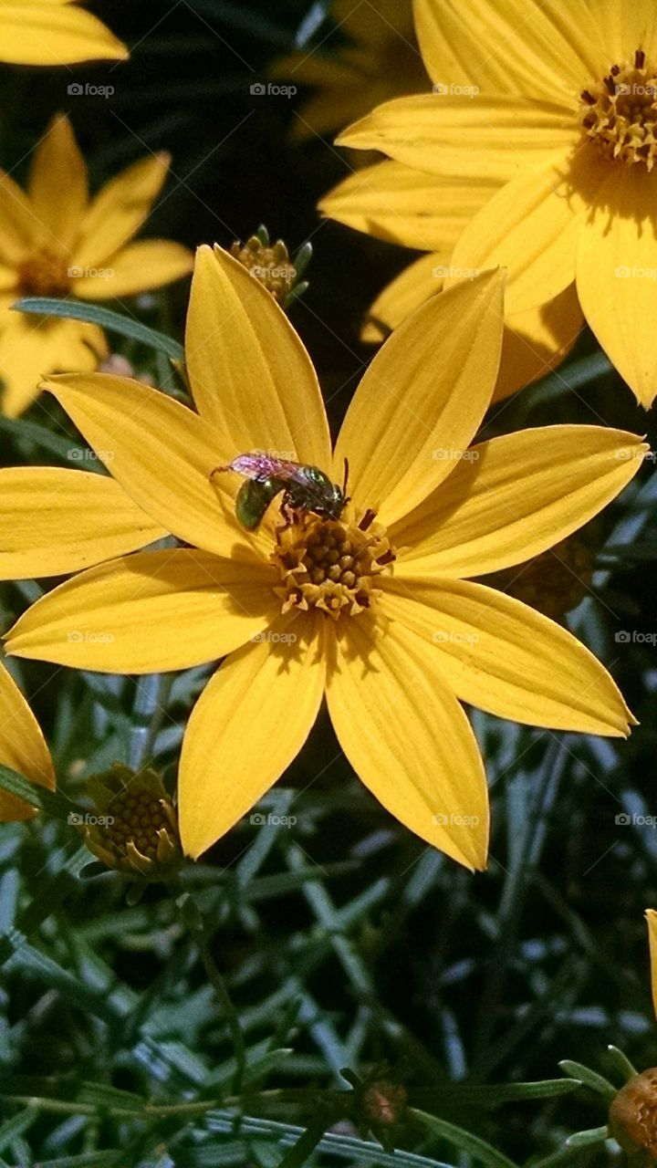 No Person, Nature, Flower, Summer, Flora