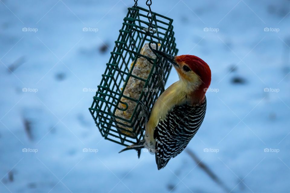 Woodpecker at suet feeder