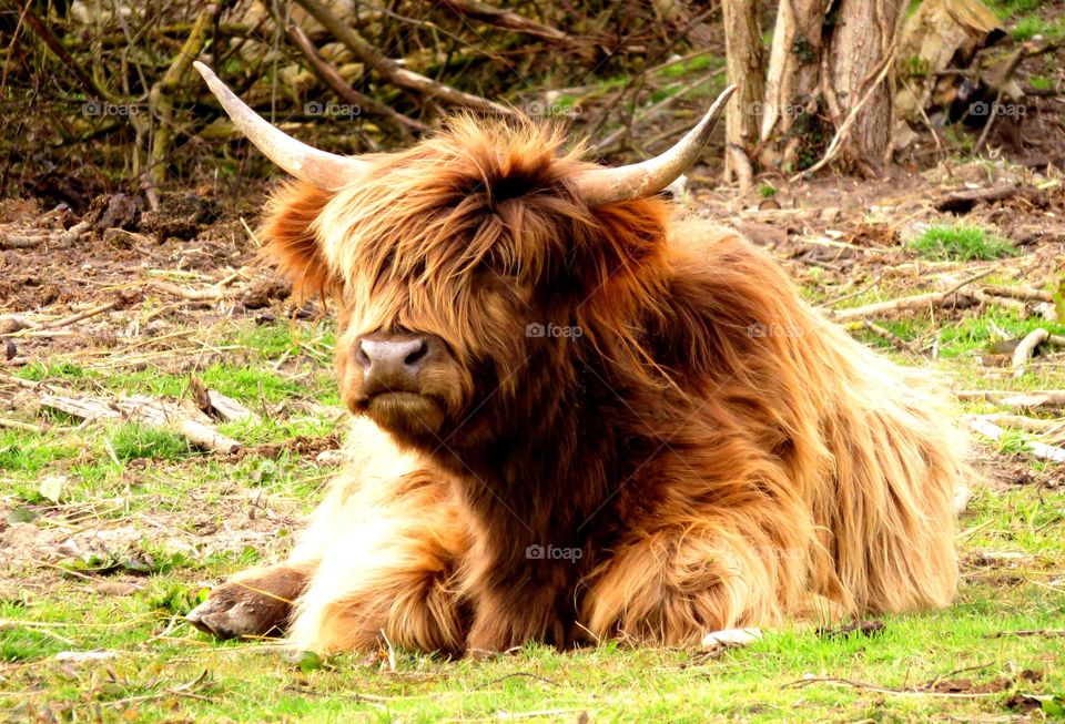 Highland cow