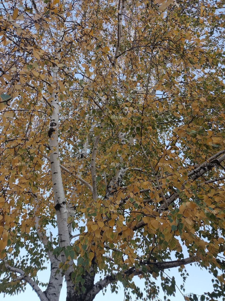 Birches are gradually preparing for winter.
