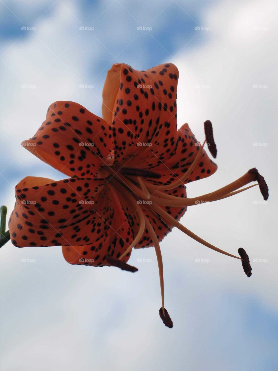 Tiger Lily