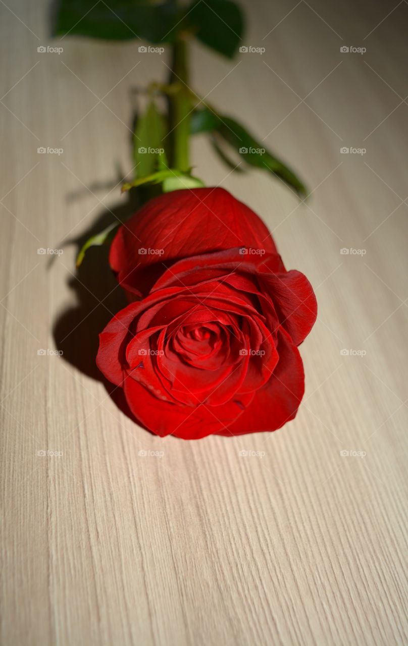 Rose, Flower, Wedding, Love, No Person