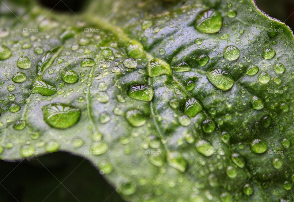 raindrops on the leaf